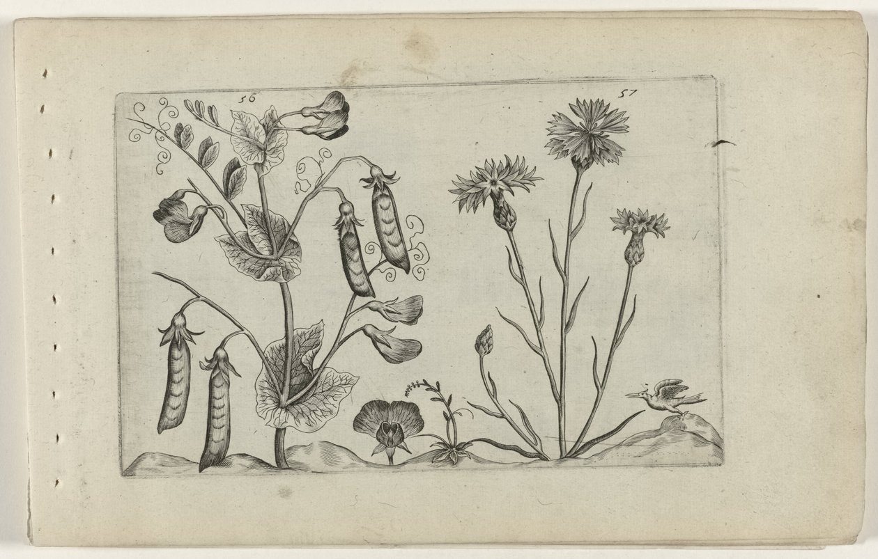 Pea and Cornflower by Crispijn van de Passe (I) (attributed to)