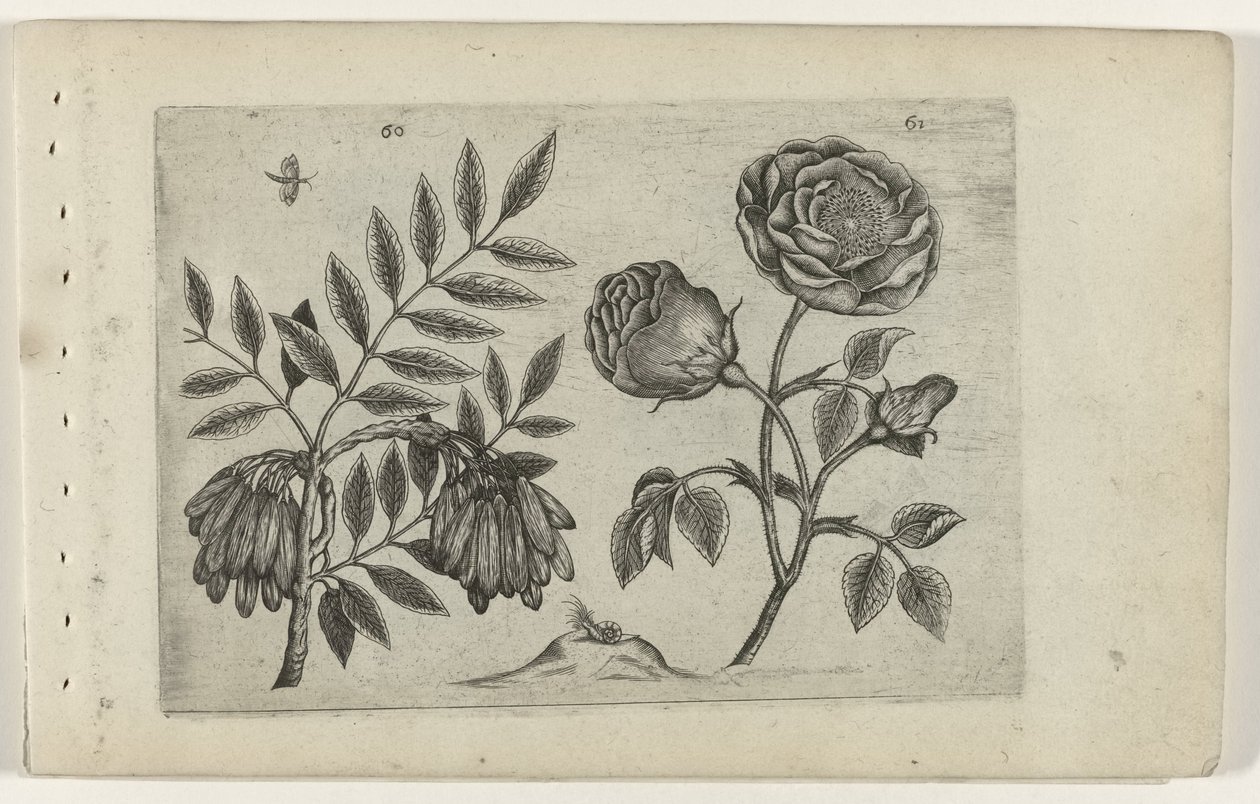 Ash and Rose Cognoscite Lilia by Crispijn van de Passe (I) (attributed to)
