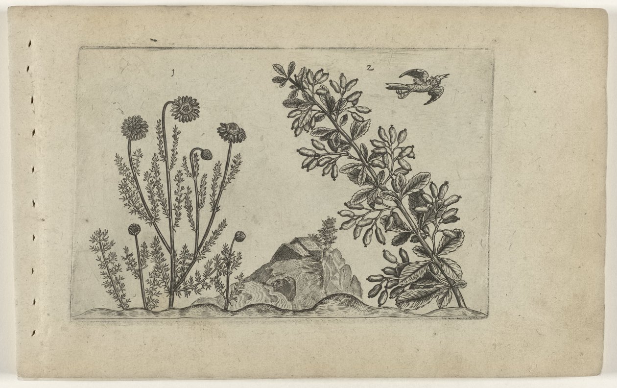 Common Chamomile and Barberry, from the series Cognoscite Lilia by Crispijn van de Passe (I) (attributed to)