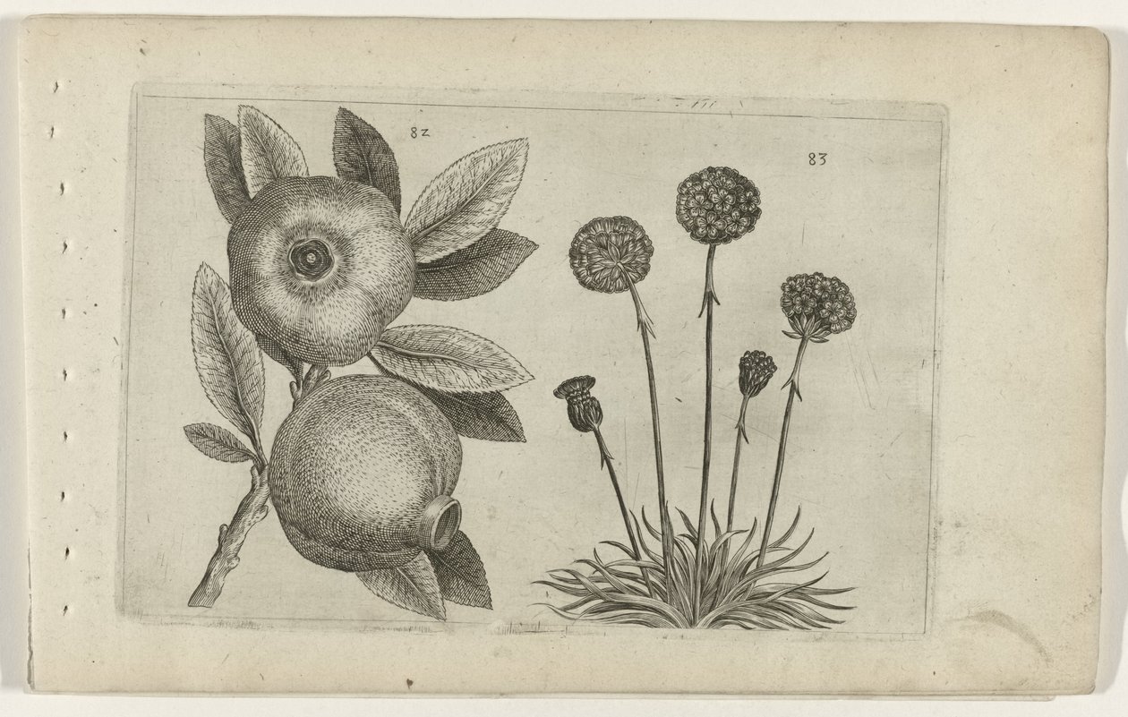 Pomegranate and English Grass by Crispijn van de Passe (I) (attributed to)