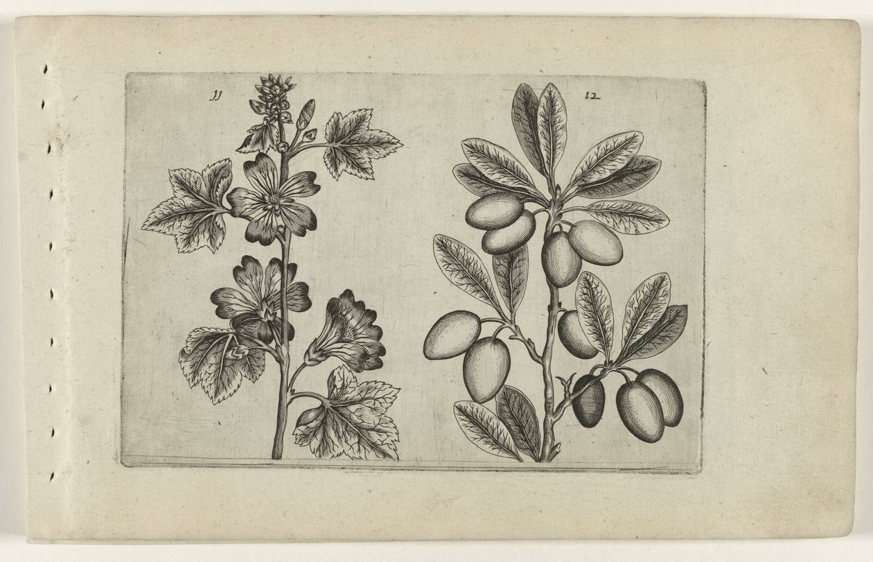 Great Mallow and Olive Tree (Cognoscite lilia) by Crispijn van de Passe (I) (attributed to)