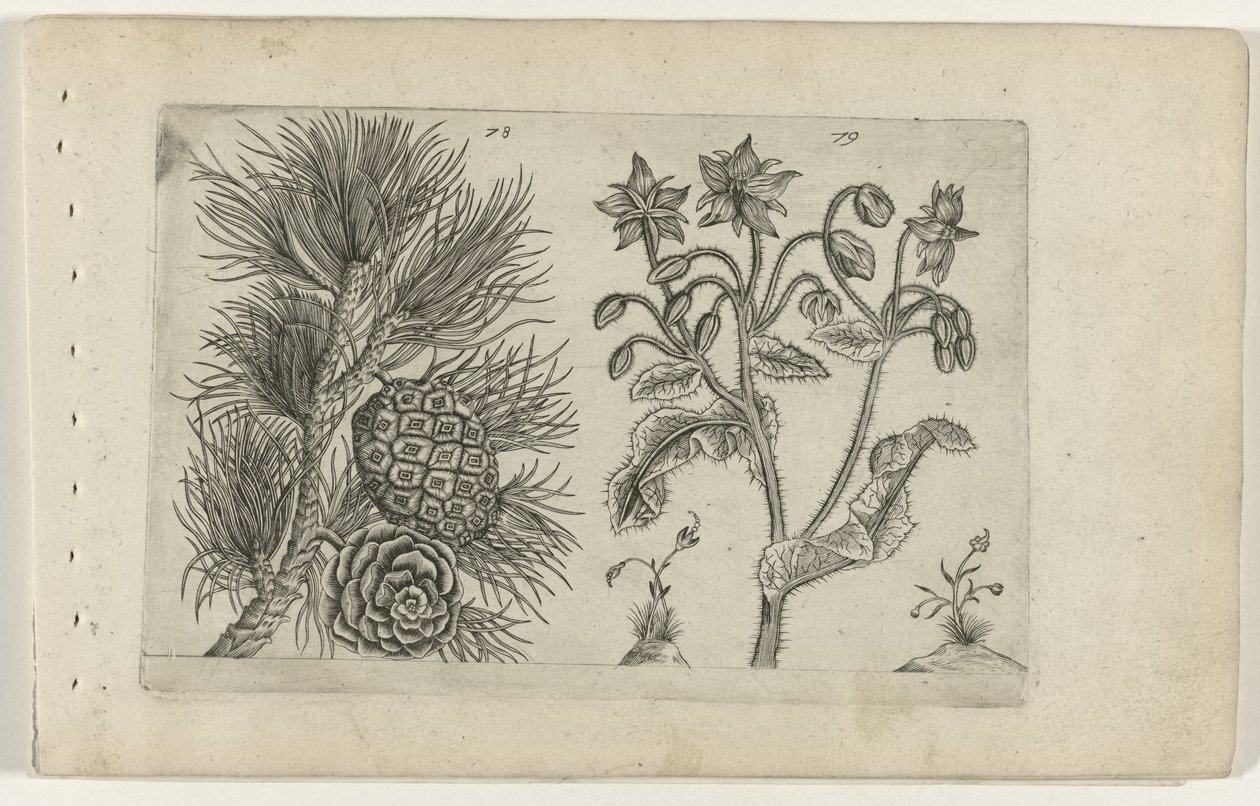 Pine Grove and Borage (Cognoscite lilia series) by Crispijn van de Passe (I) (attributed to)
