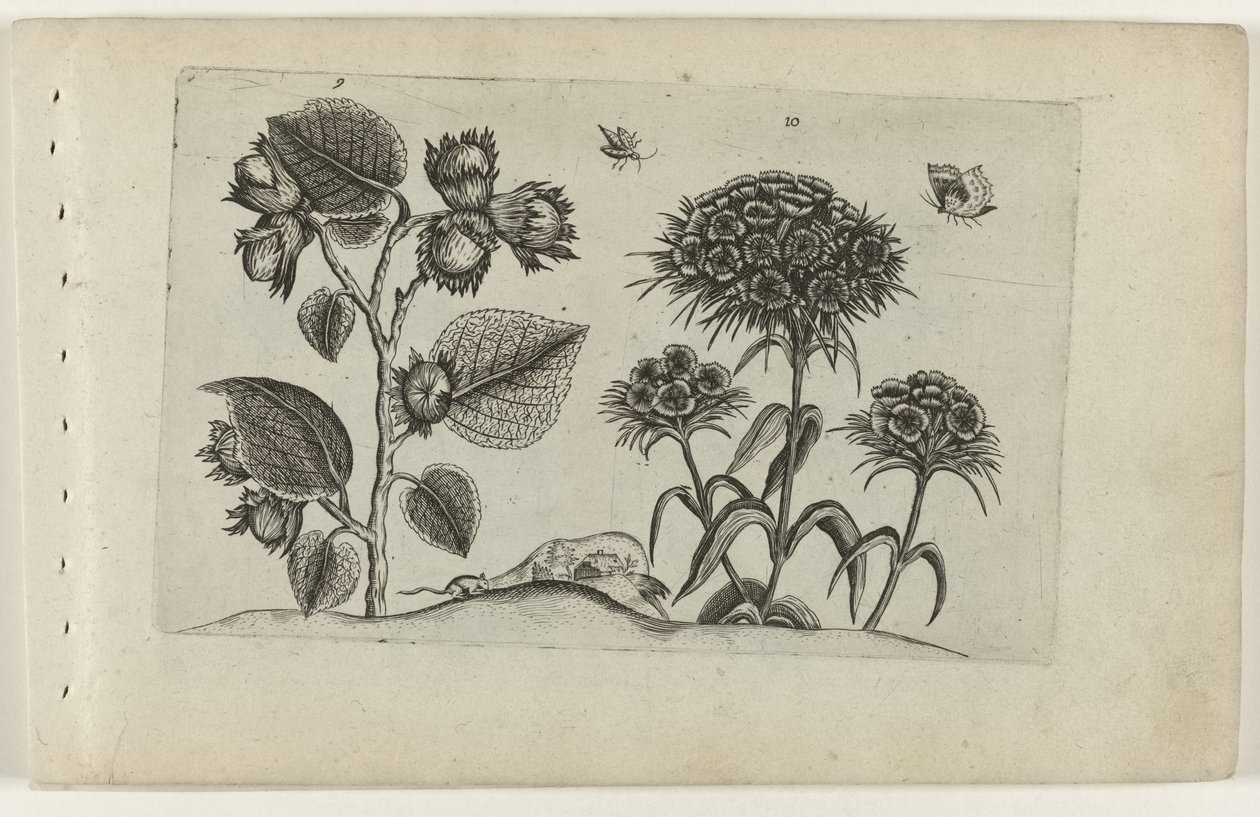 Hazel and Sweet William by Crispijn van de Passe (I) (attributed to)