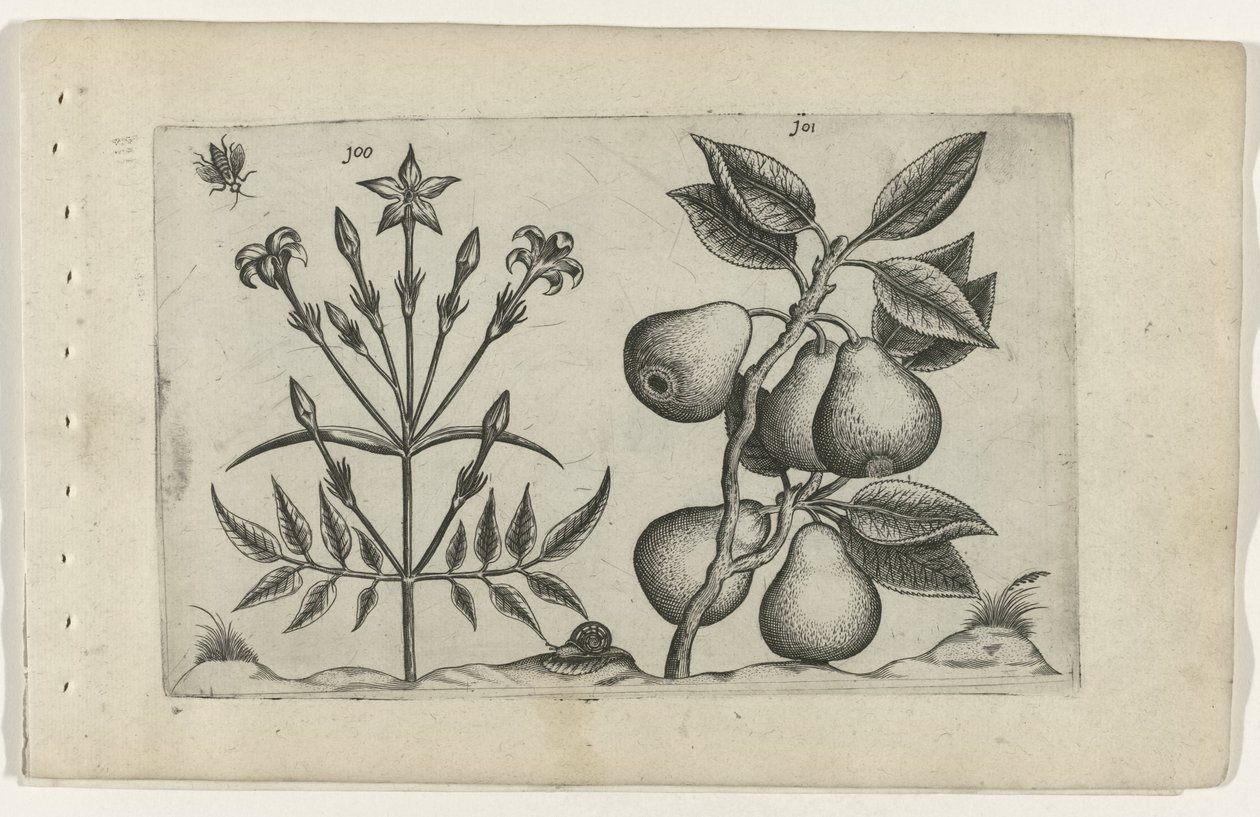 Jasmine and Pear (Cognoscite Lilia series) by Crispijn van de Passe (I) (attributed to)