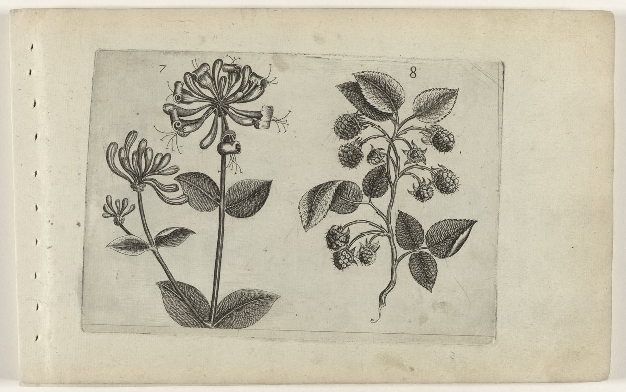 Honeysuckle and Raspberry, Cognoscite Lilia by Crispijn van de Passe (I) (attributed to)
