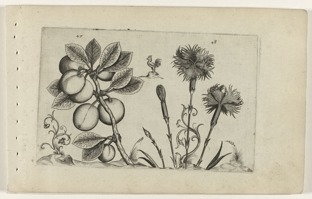 Cherry Plum and Carnation (Cognoscite Lilia) by Crispijn van de Passe (I) (attributed to)