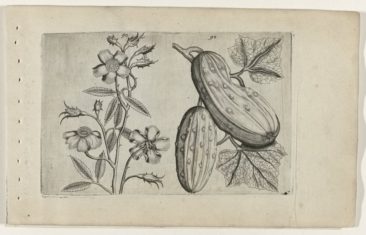 Musk Rose and Cucumber by Crispijn van de Passe (I) (attributed to)