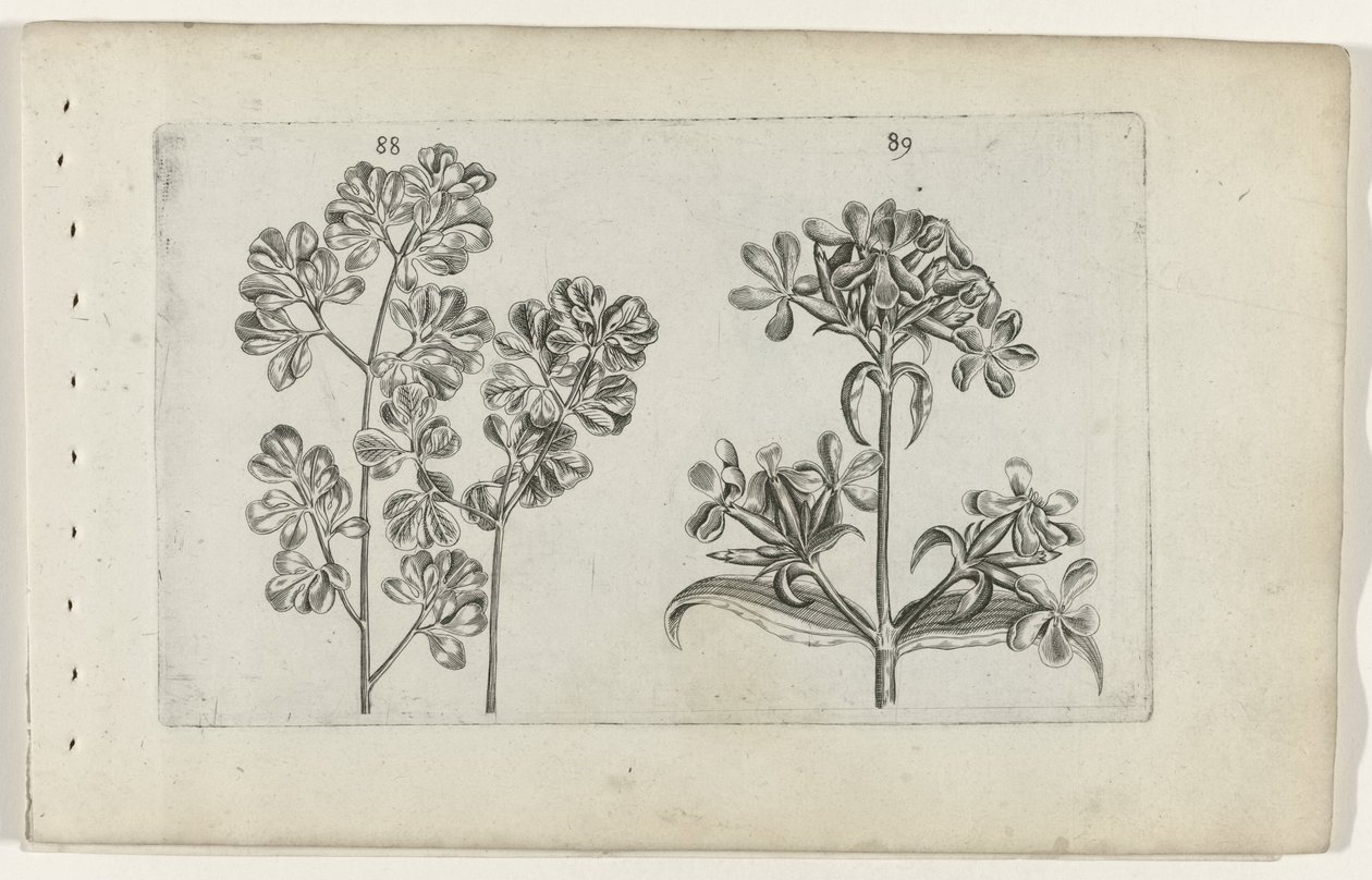 Wall Fern and Soapwort by Crispijn van de Passe (I) (attributed to)