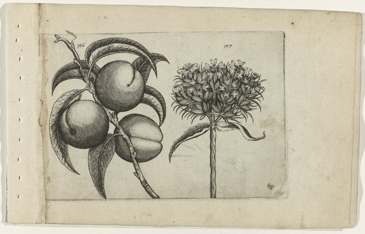 Peach and Burning Love (Cognoscite Lilia) by Crispijn van de Passe (I) (attributed to)