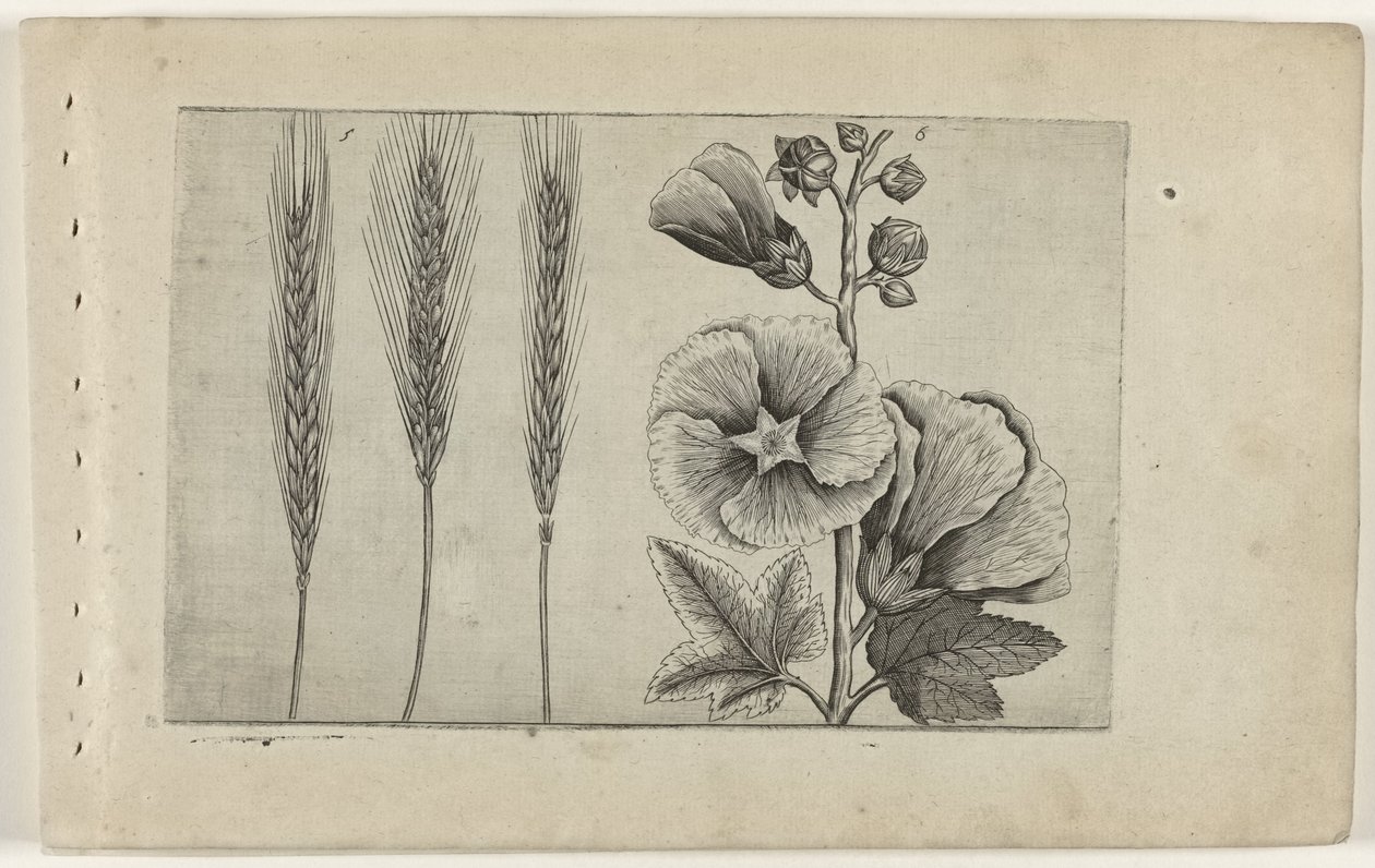 Rye and Hollyhock (Cognoscite lilia) by Crispijn van de Passe (I) (attributed to)