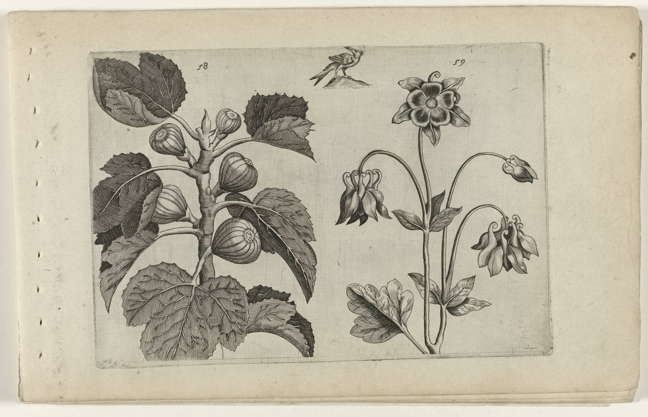 Fig Tree and Wild Columbine (series title: Cognoscite lilia) by Crispijn van de Passe (I) (attributed to)