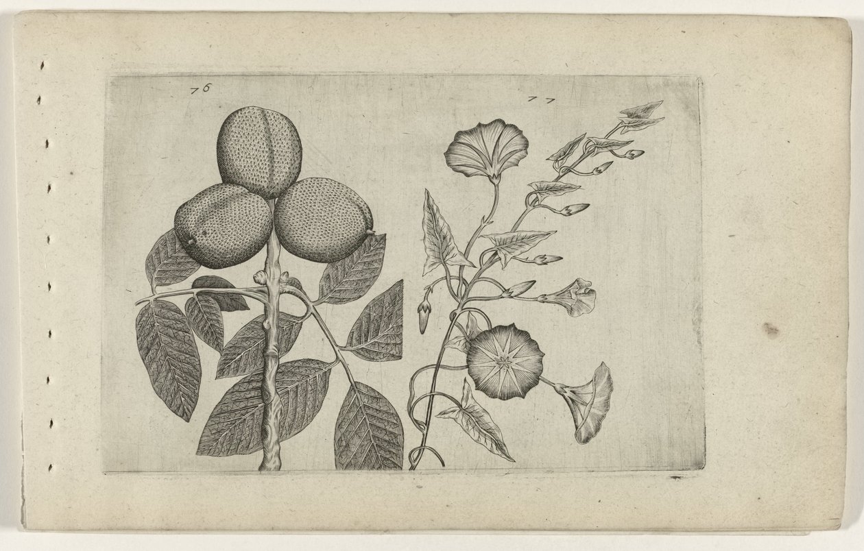 Walnut Tree and Bindweed (Cognoscite lilia) by Crispijn van de Passe (I) (attributed to)