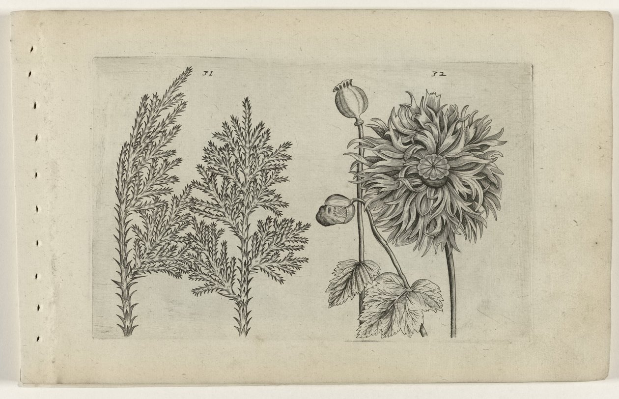 Seven-Tree and Poppy (Cognoscite lilia) by Crispijn van de Passe (I) (attributed to)