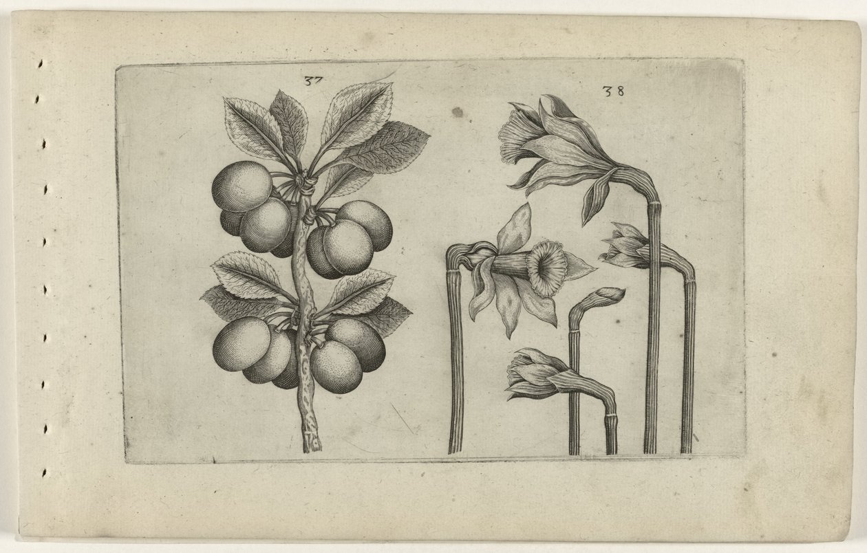 Sour Cherry and Wild Daffodil (Cognoscite Lilia) by Crispijn van de Passe (I) (attributed to)