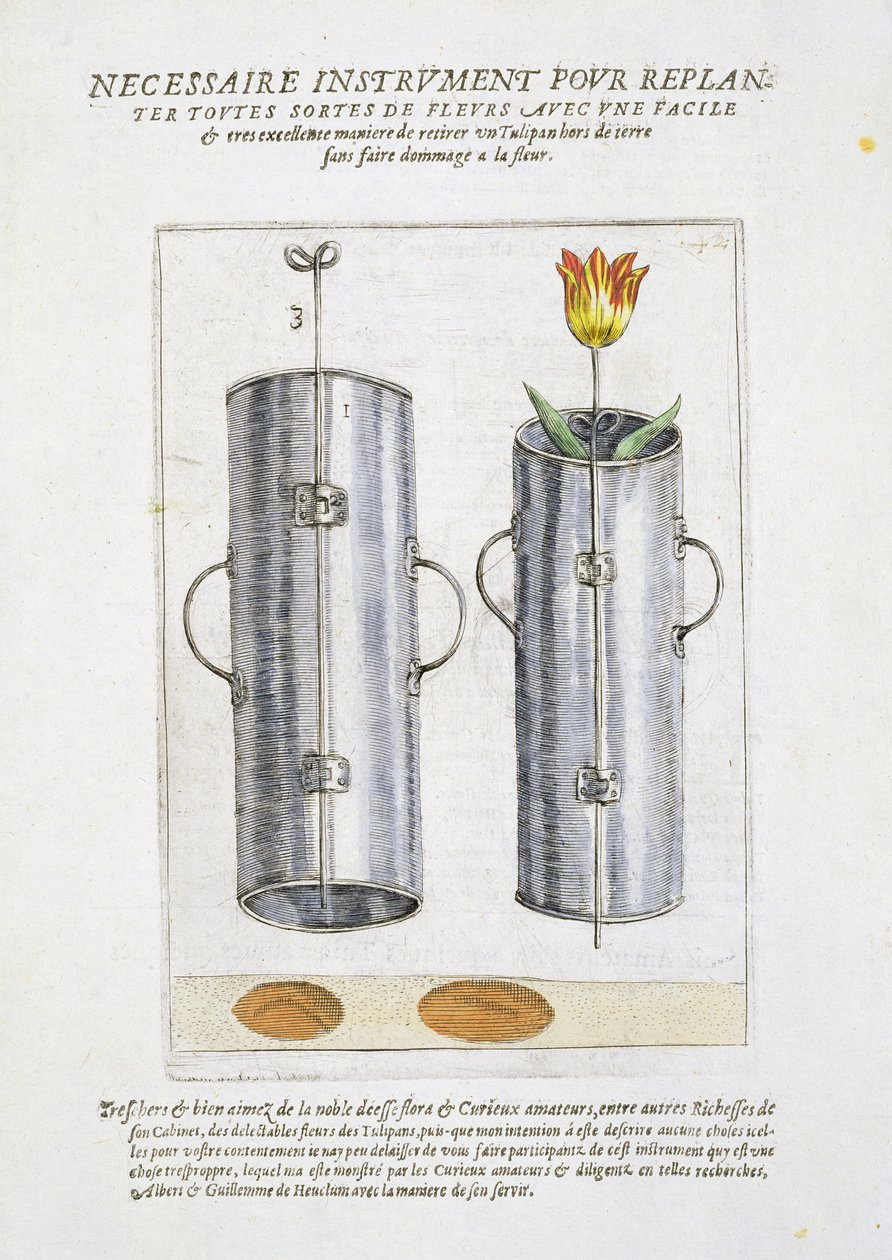 Device for re-planting flowers, from 