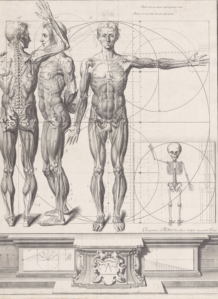 Plate for the Atlas Anatomico, Plate ca. 1680-94, printed 1740 by Crisóstomo Martínez