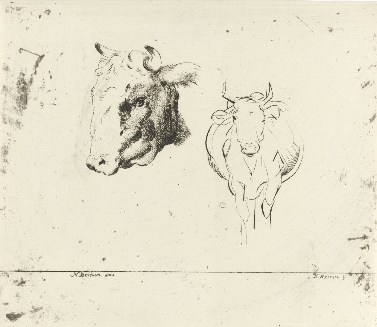 Study Sheet with a Cow