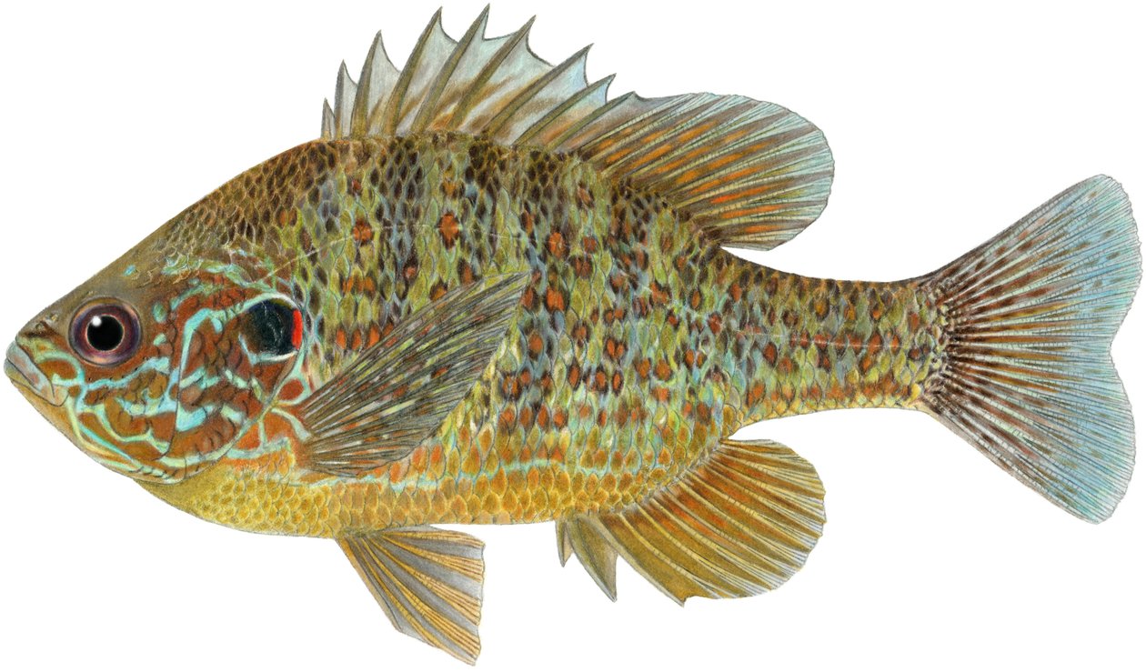 Pumpkinseed sunfish by Damstra Emily