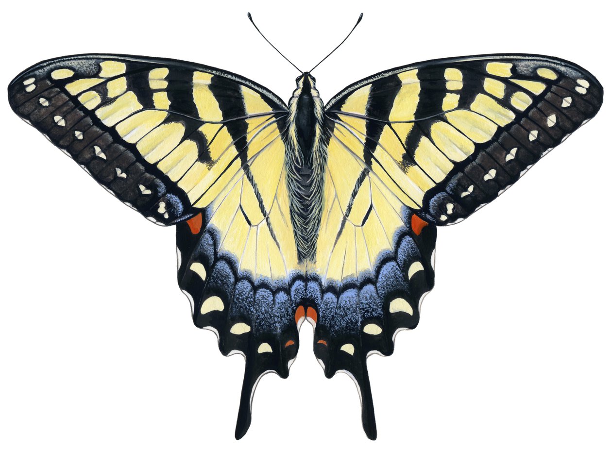 Tiger Swallowtail Butterfly by Damstra Emily