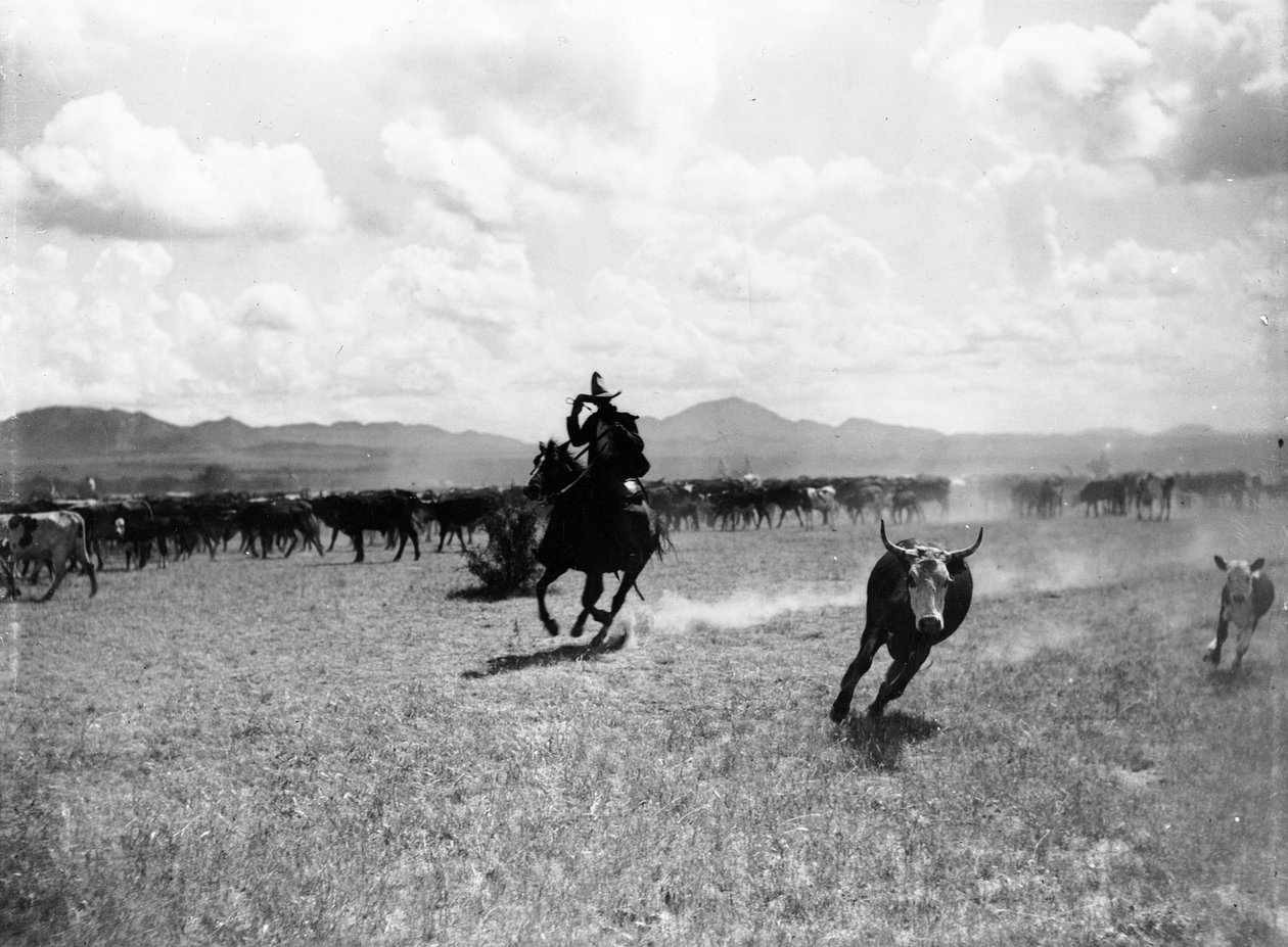 Raguero Cutting Out a Cow from the Herd by Dane Coolidge