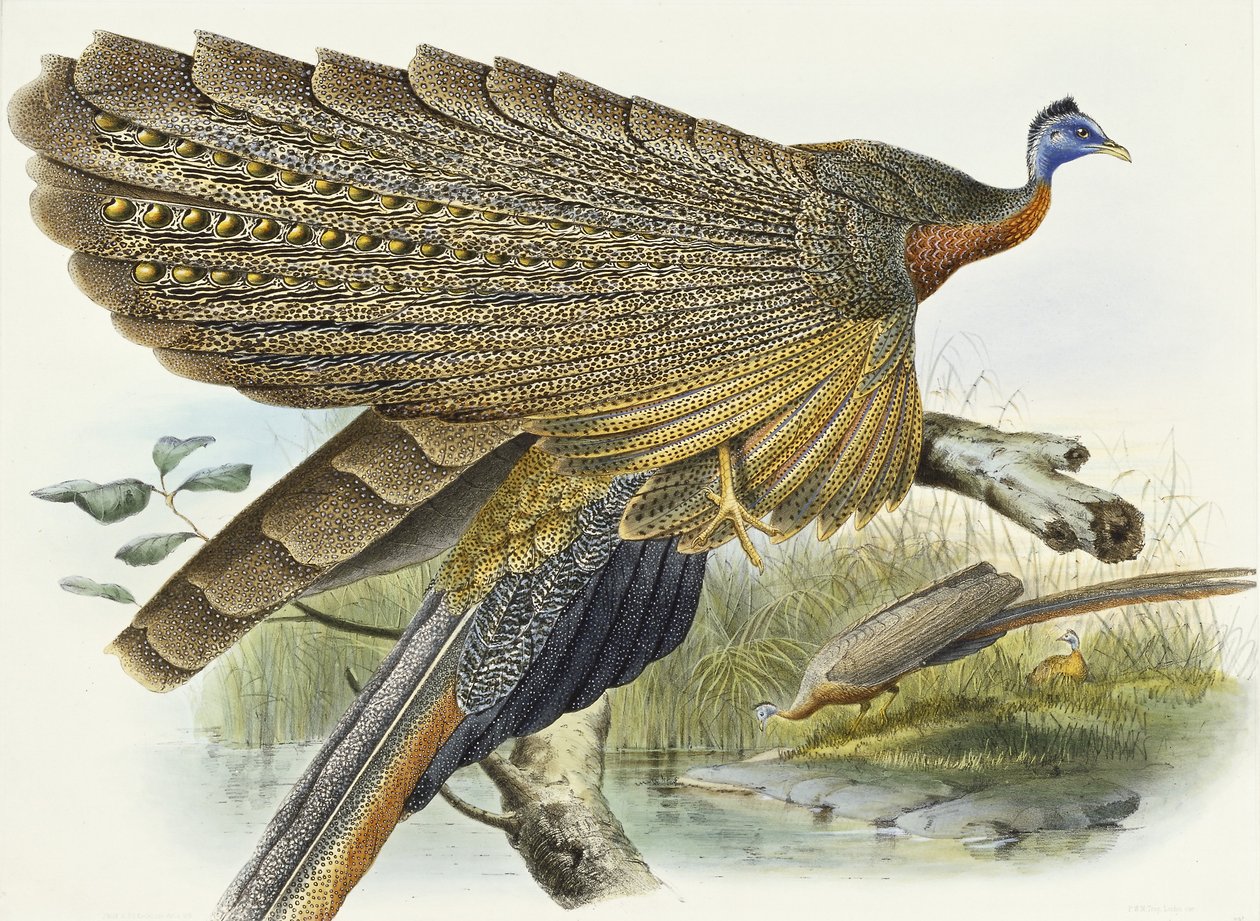 Phasianidae. Argusianus Grayli, 1870-1872 by Daniel Giraud Elliot