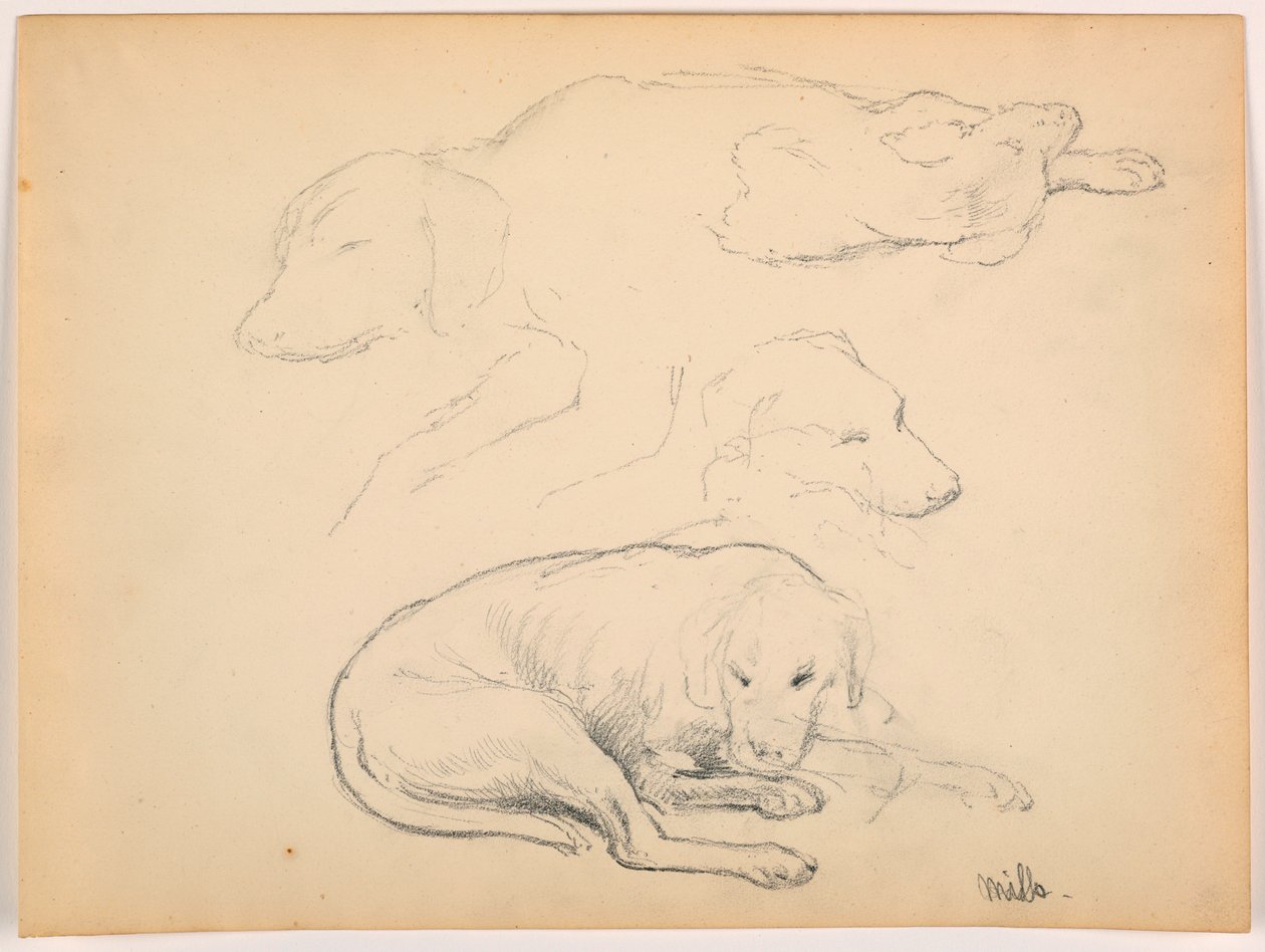 Milo (a Pointer), Several Studies, ca. 1862 by Daniel Huntington