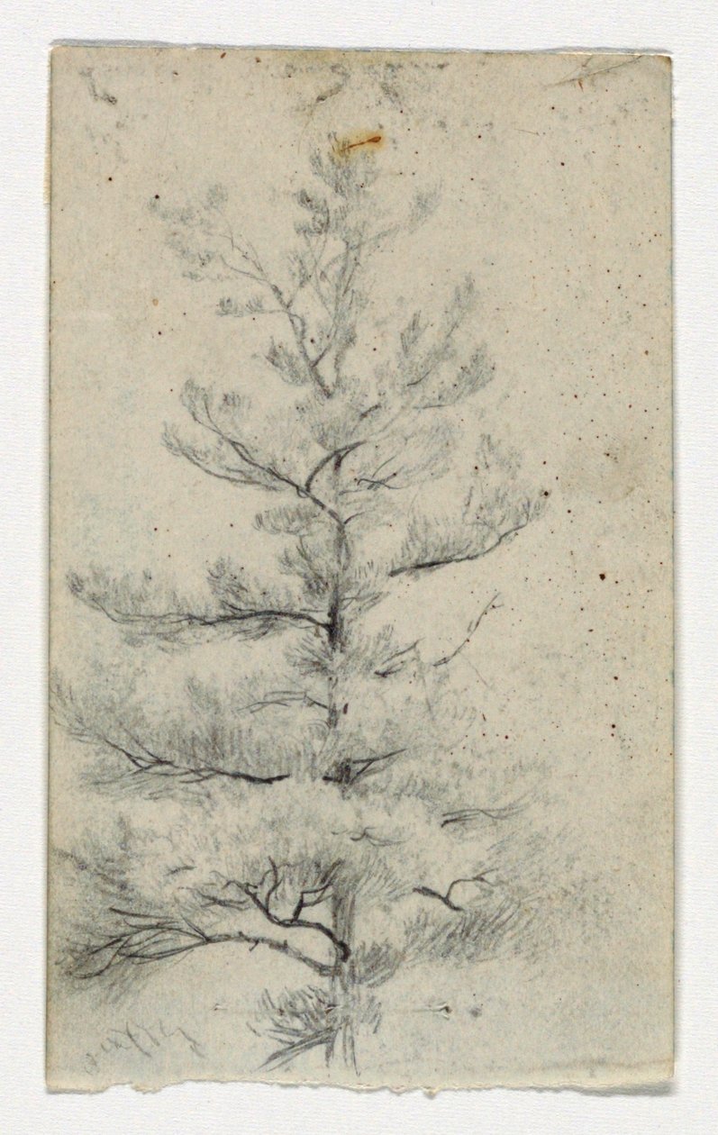 Sketch of a Tree by Daniel Huntington