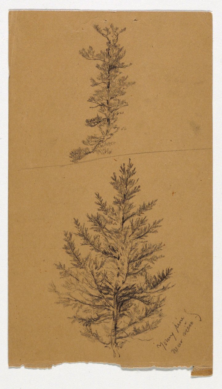 Young Pines by Daniel Huntington