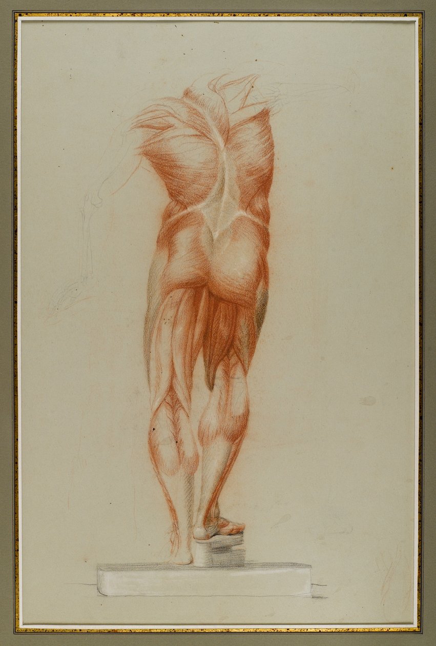 Écorché (Figure Study of Musculature), c.1848 by Daniel Huntington