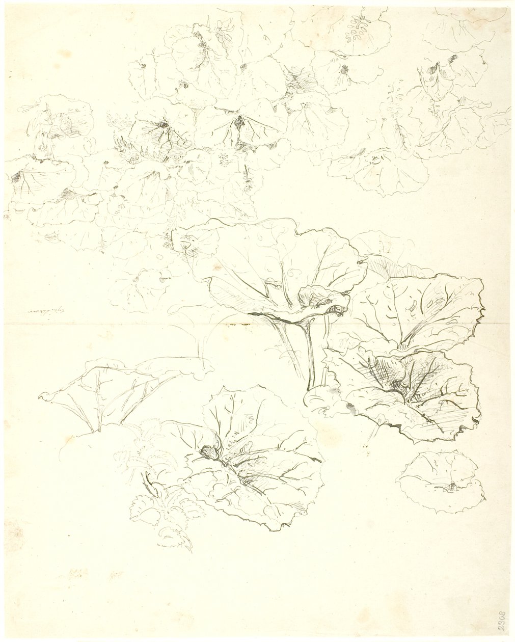 Leaf Studies by Dankvart Dreyer