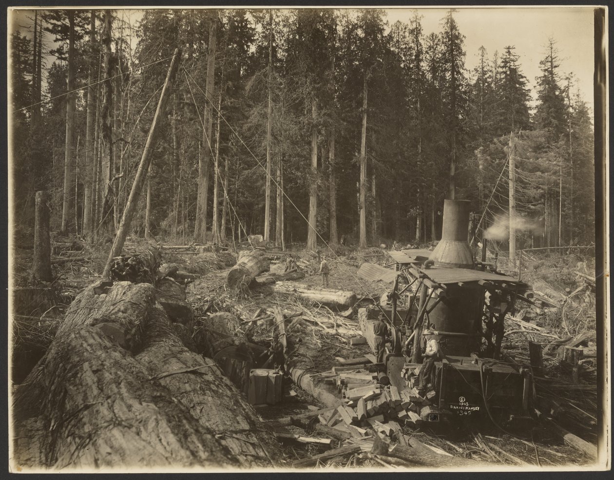Logging/Timber Scene by Darius Kinsey