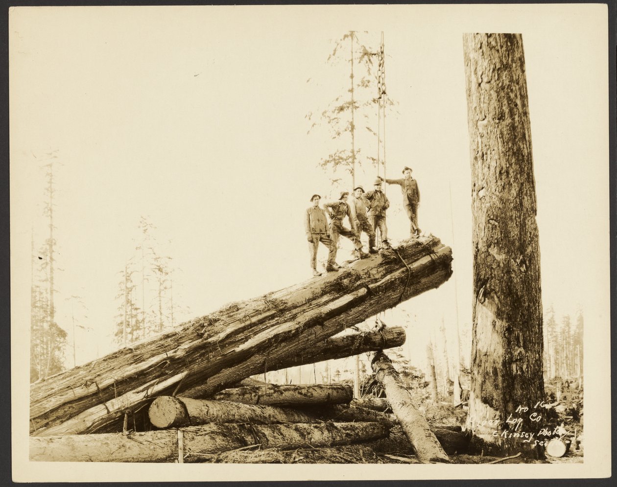 Logging/Timber Scene by Darius Kinsey