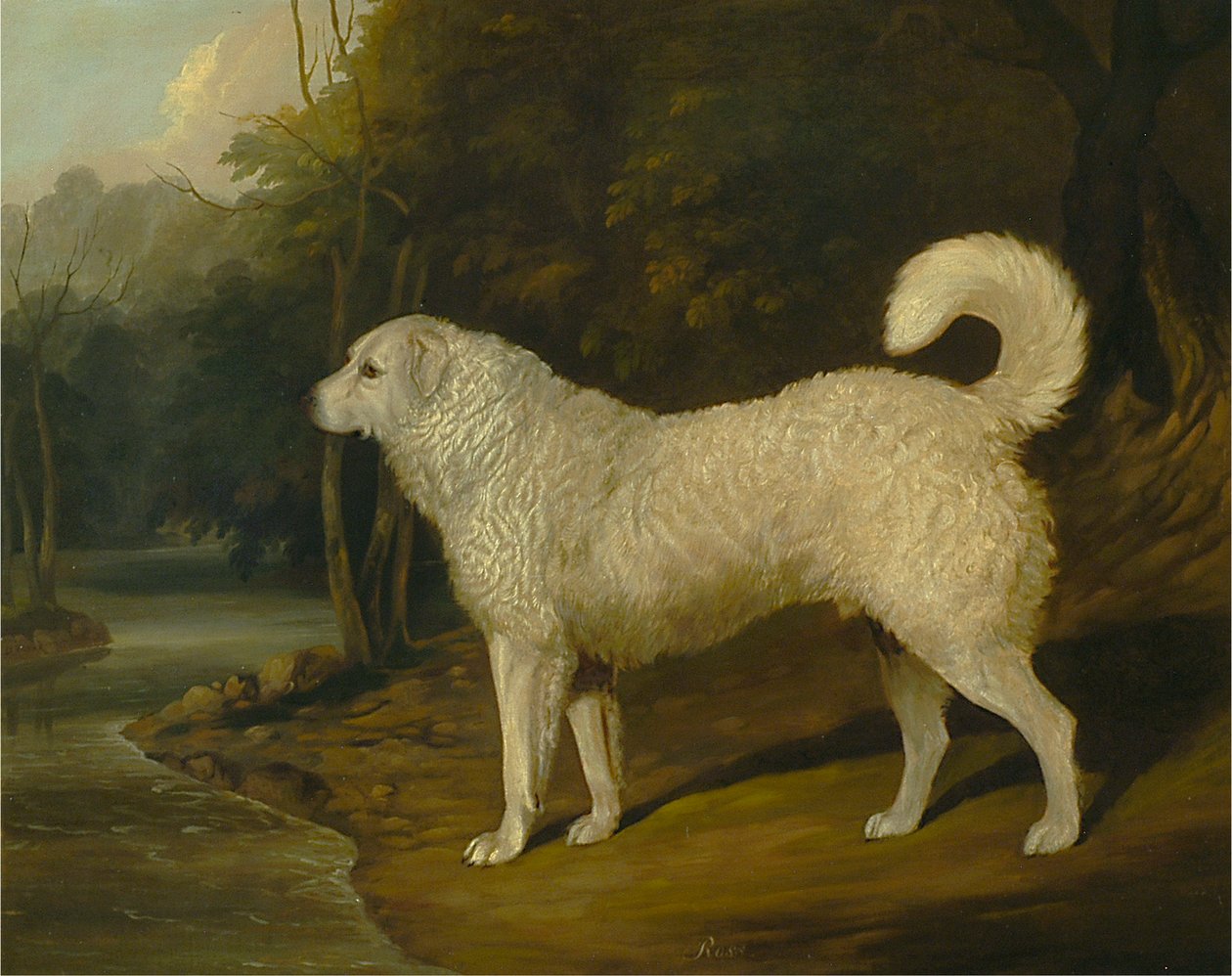 Portrait of a Dog, Ross by David Dalby of York