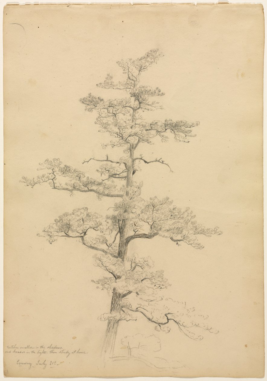 Pine Tree, Conway, New Hampshire (recto), c. 1851 by David Johnson