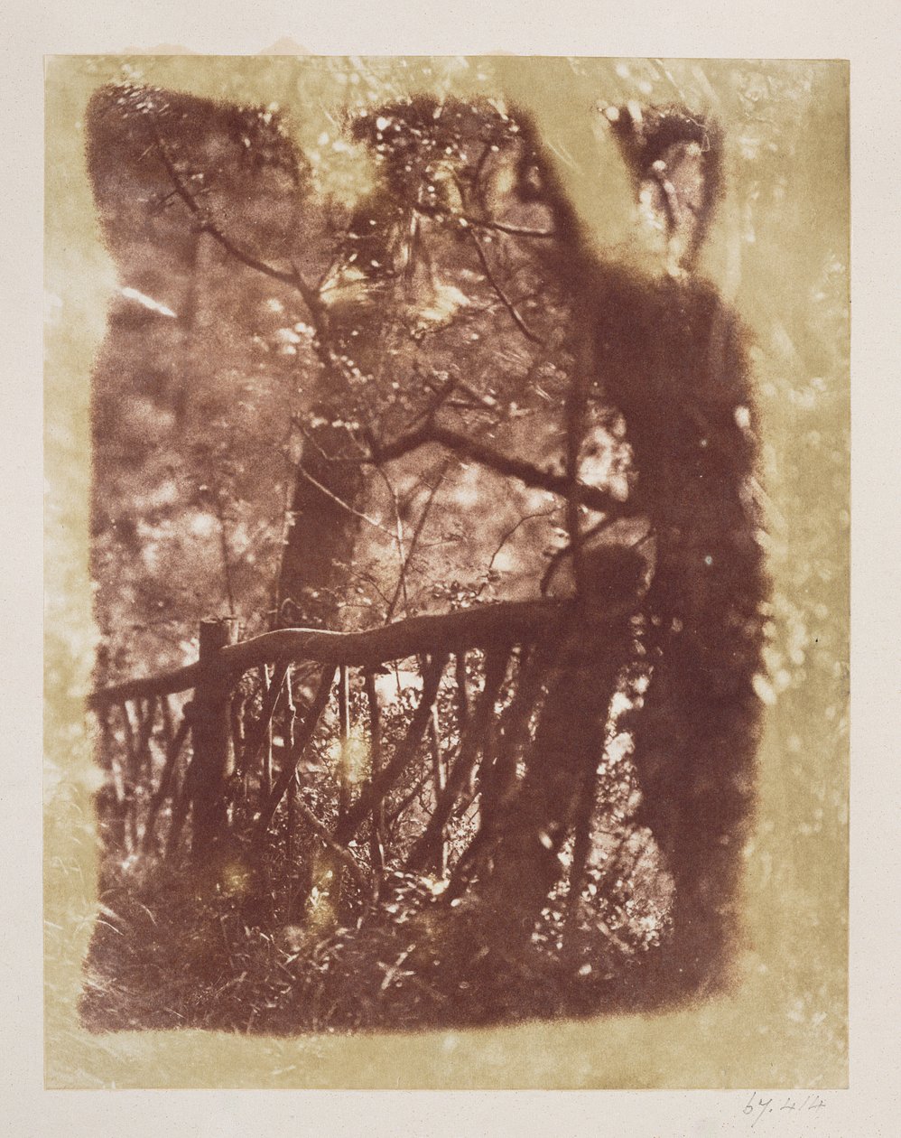 Fence and Trees in Colinton Wood by David Octavius Hill