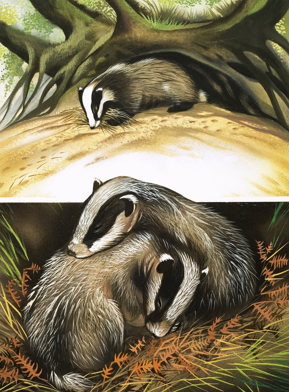 Mr and Mrs Badger at Home by David Pratt