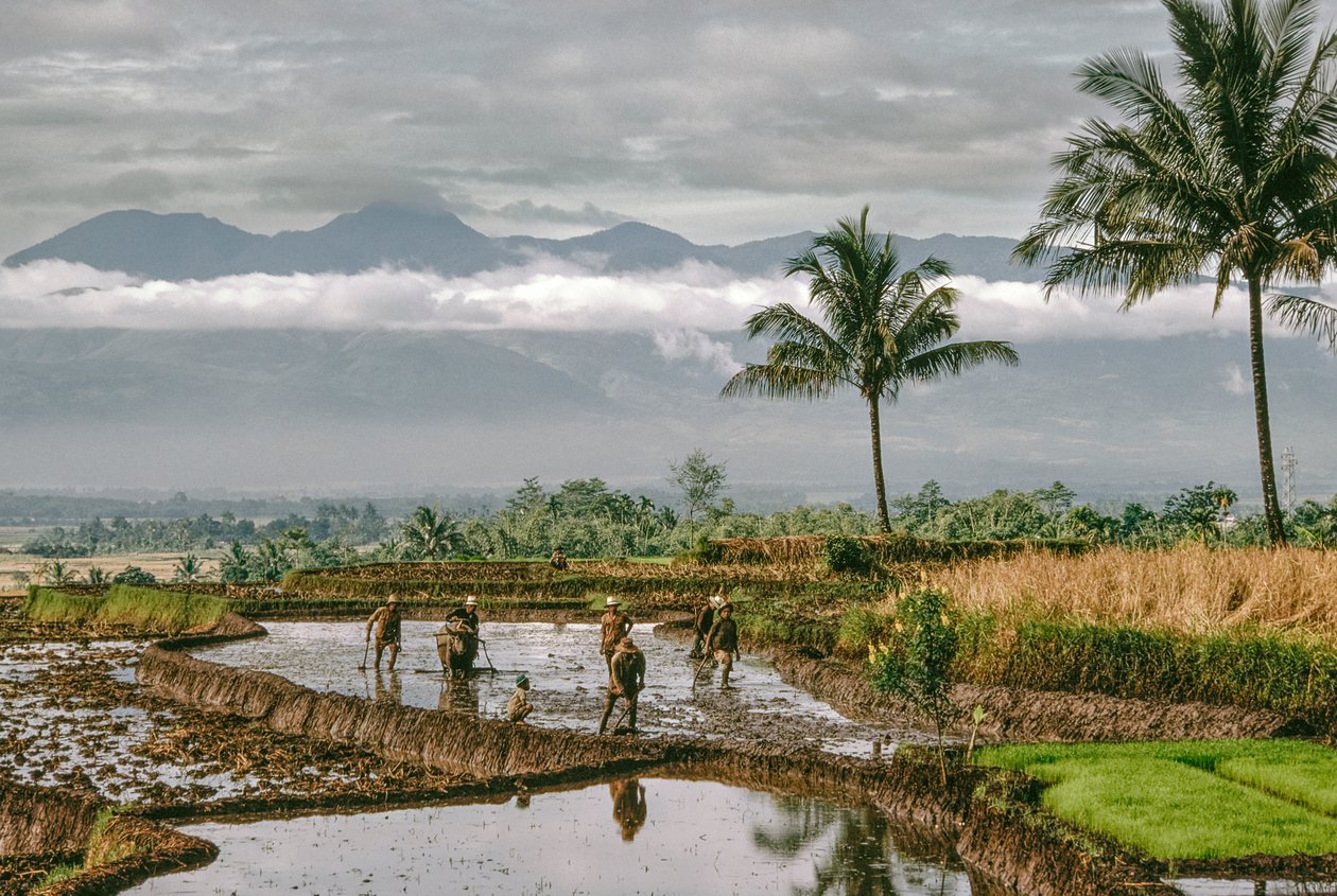 Java, Bandung. Farmers Shape the Dikes of Their Terraced Rice, Bandung, Java by Dean Conger