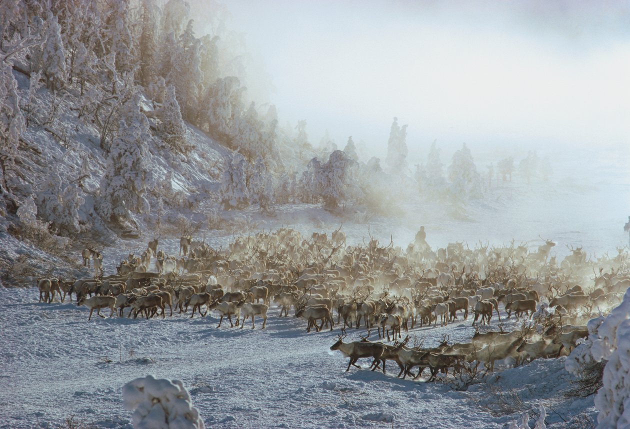 Reindeer, elk, caribou or similar herd of animals in snow covered winter landscape by Dean Conger