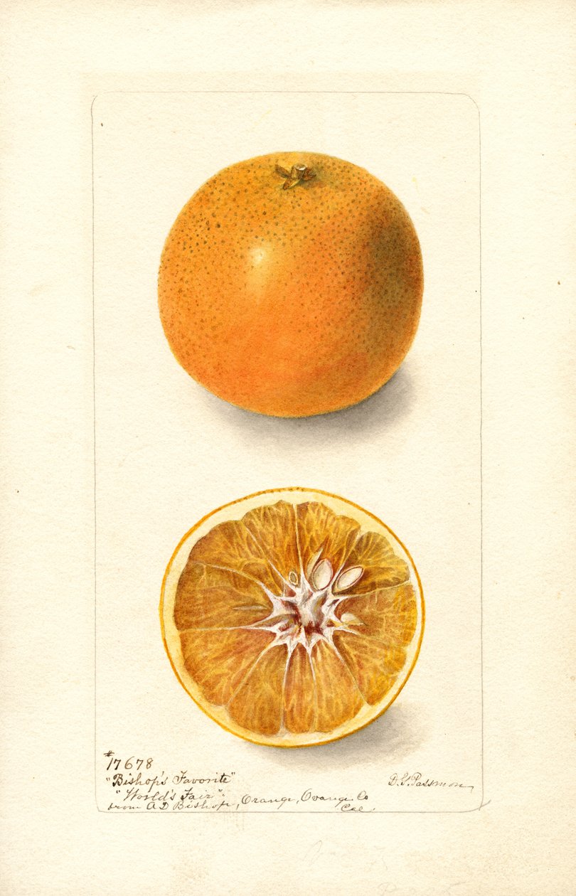 Oranges (Bishops Favorite) by Deborah Griscom Passmore