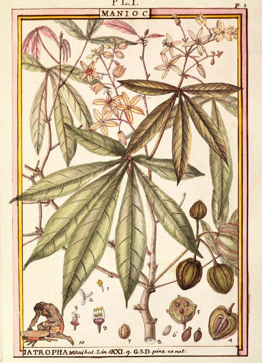 Cassava (Jatropha manihot), by Delahaye by Delahaye Delahaye