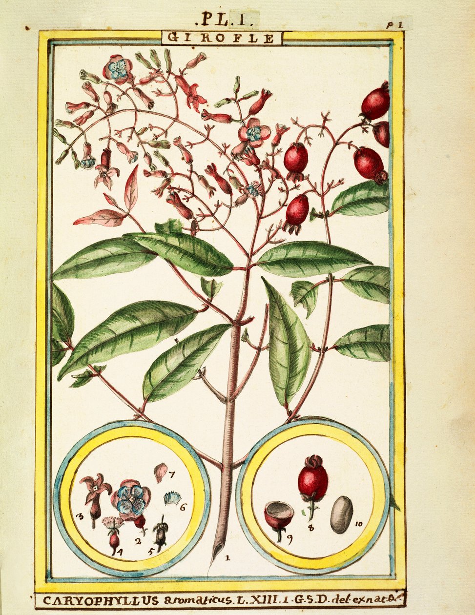 Clove (Caryophyllus Aromaticus), watercolour by Delahaye by Delahaye Delahaye