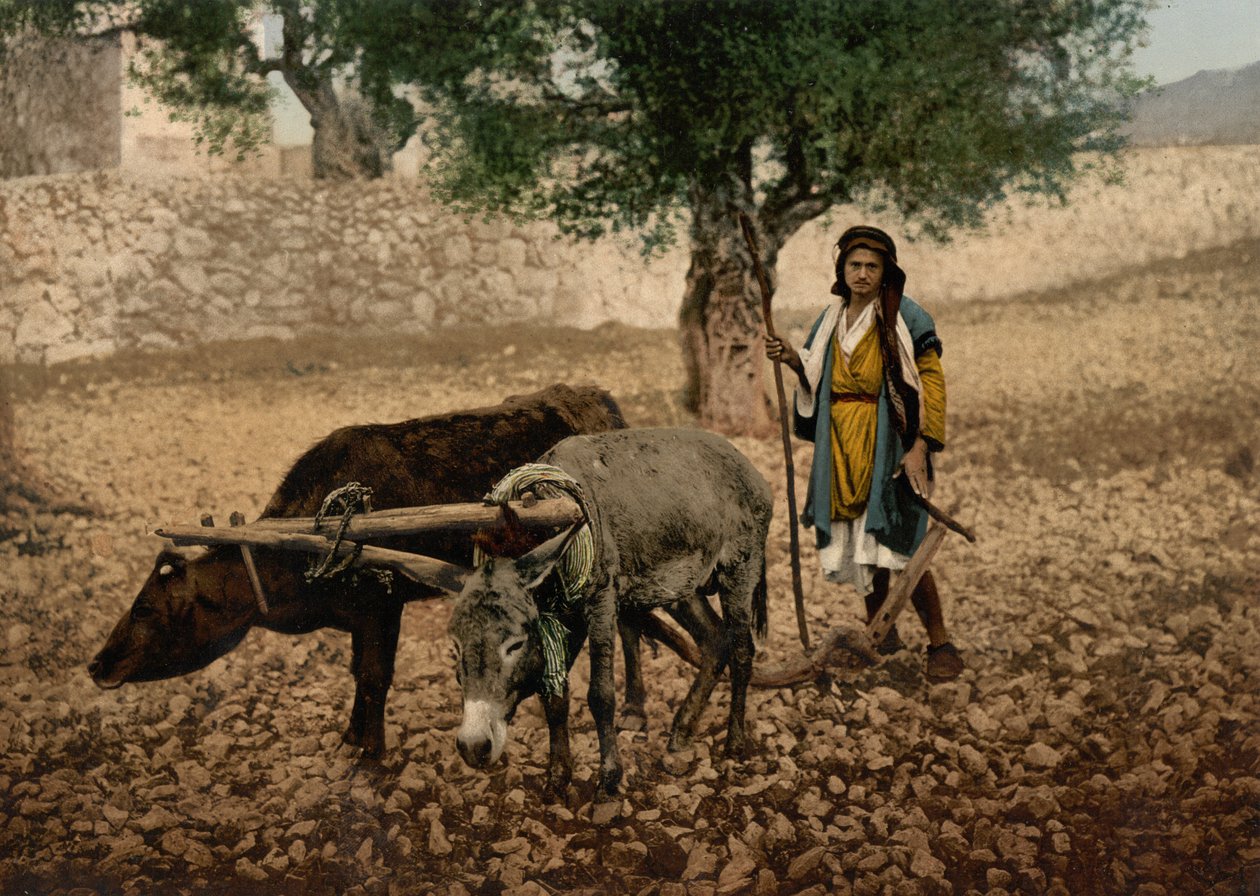Native of Palestine working with an ox and an ass, Holy Land, c.1890-c.1900 by Detroit Photographic Co.