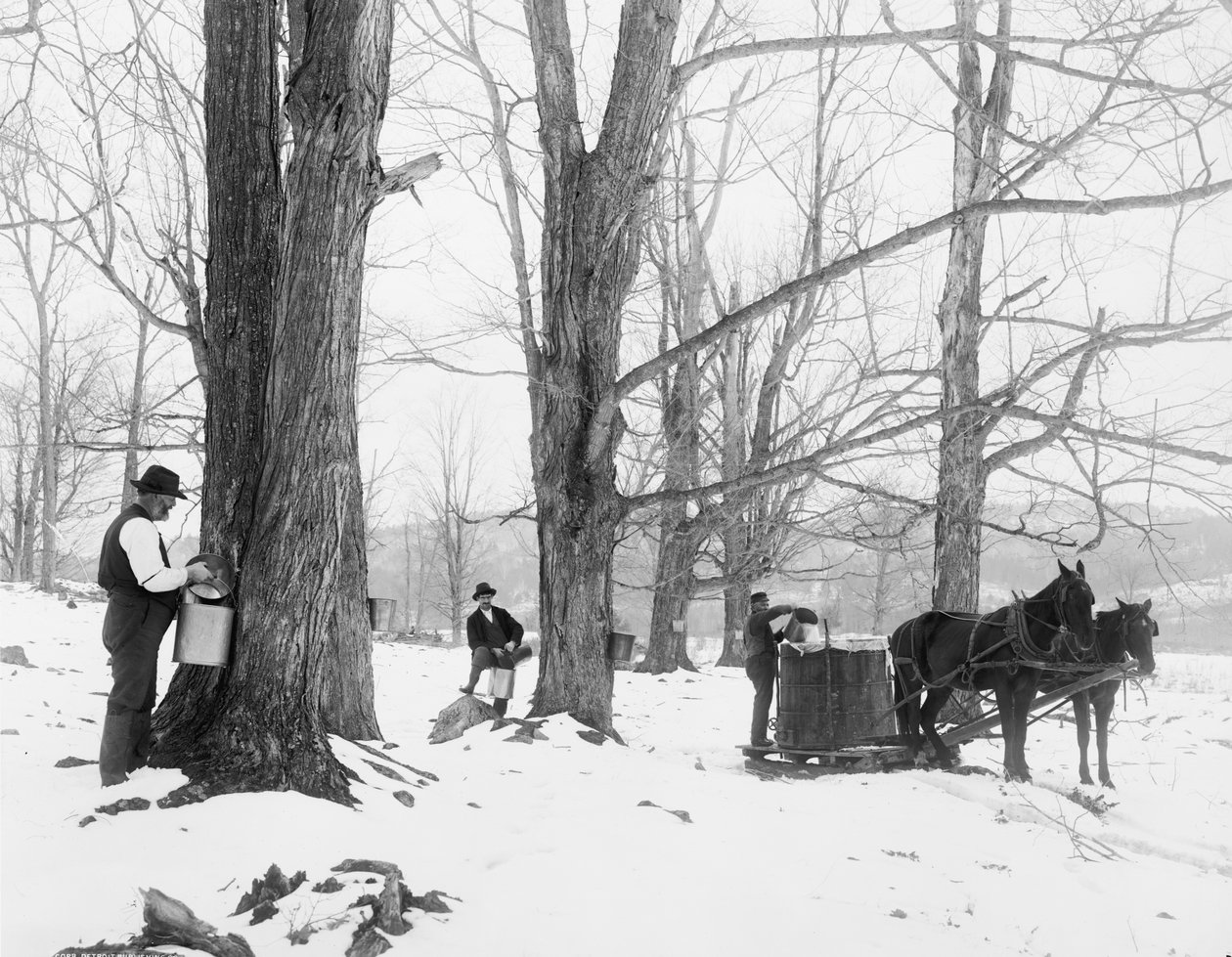 Gathering sap in a Vermont maple sugar camp by Detroit Publishing Co.