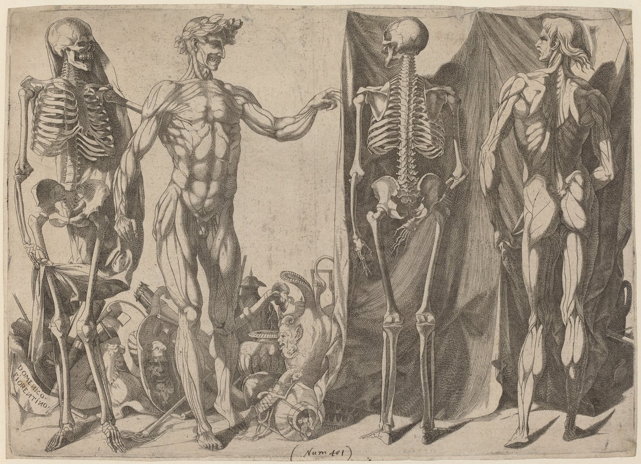 Skeletons and Flayed Figures by Domenico del Barbiere