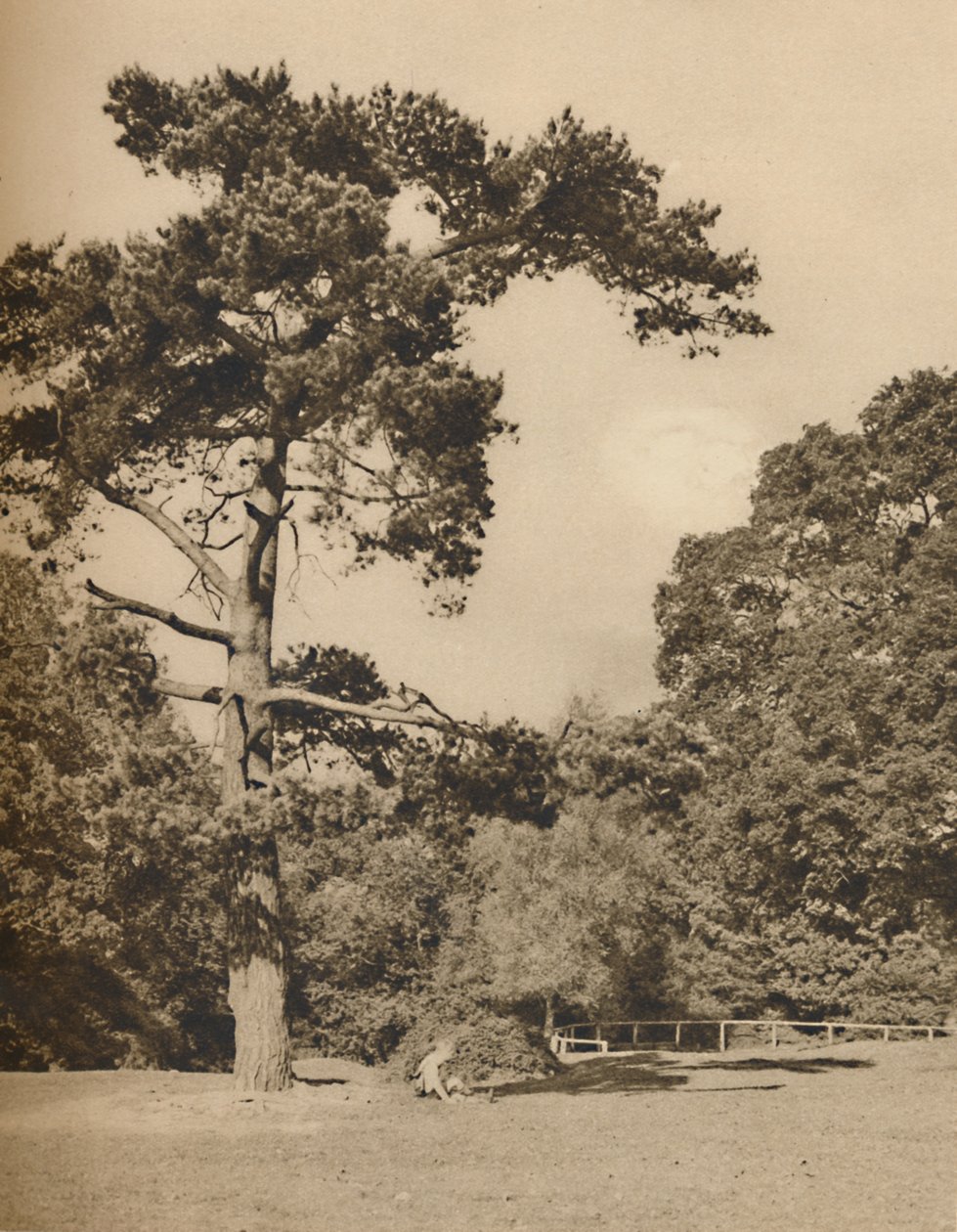 In Hadley Woods, Remnant of the Old Royal Hunting Forest of Enfield Chase by Donald McLeish