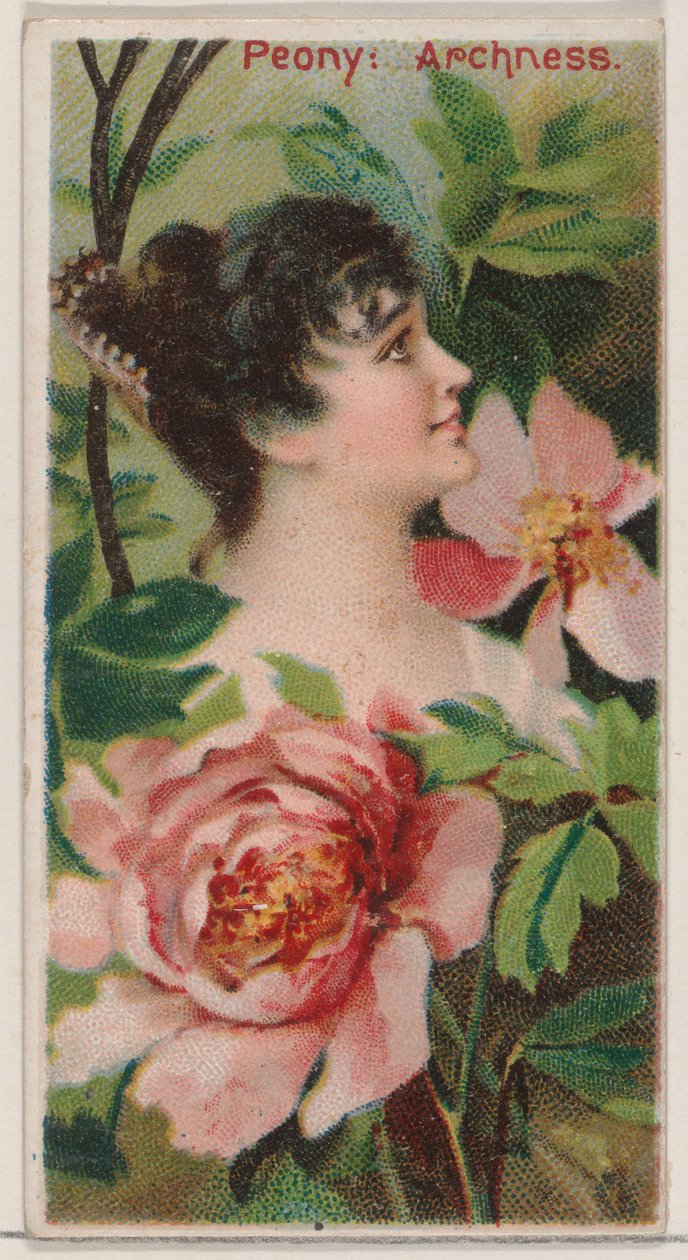 Peony: Archness, from the Series Floral Beauties and Language of Flowers N75 for Duke by Donaldson Brothers