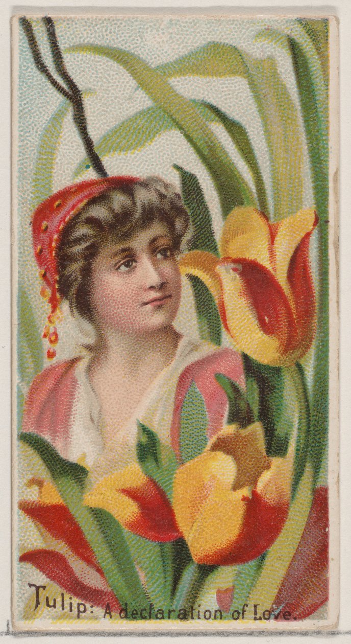 Tulip: A Declaration of Love, from the series Floral Beauties and Language of Flowers N75, 1892 by Donaldson Brothers