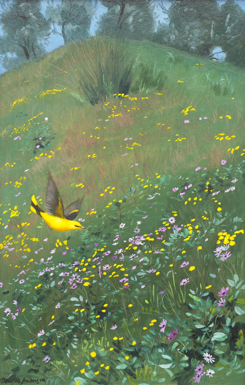 Golden Oriel in Spring Flowers by Douglas Anderson