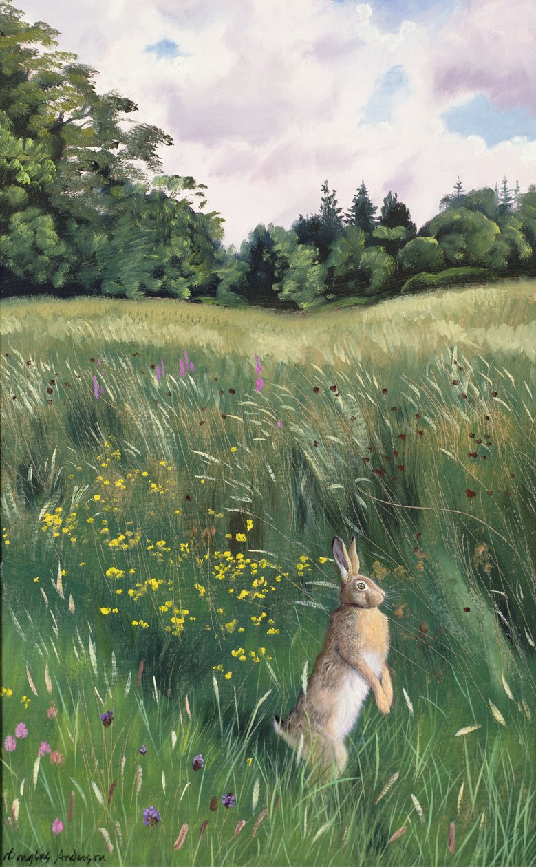 Hare in a Meadow by Douglas Anderson