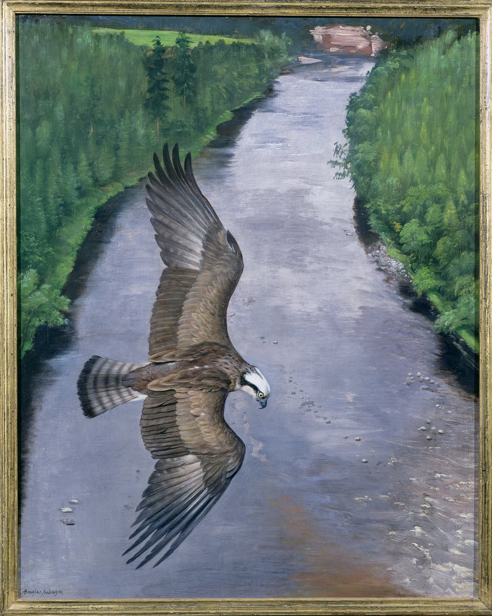 Osprey Fishing by Douglas Anderson